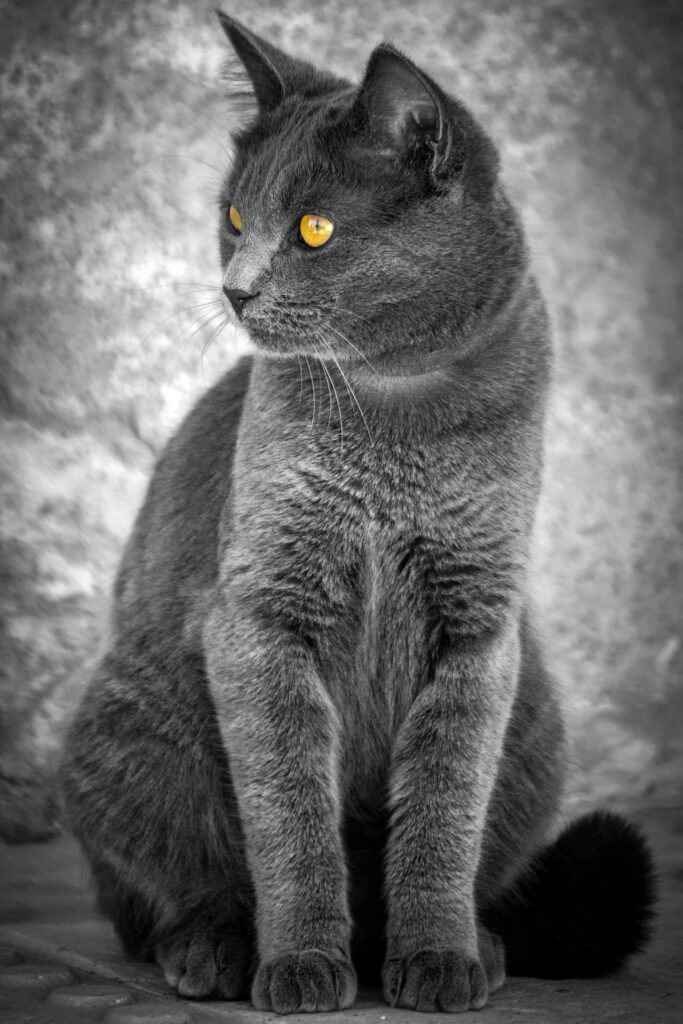 chat gris